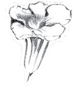 Flowers On The Path